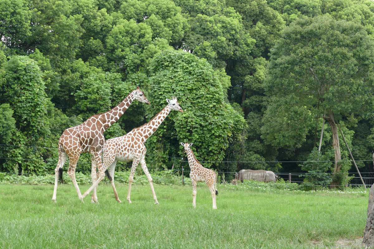 Toyohashi Zoo and Botanical Park